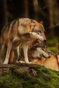 Le parc et ses animaux