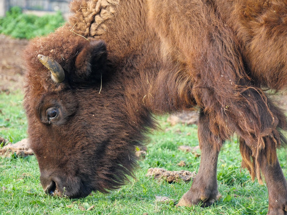 parc-du-thot-bison