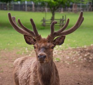 parc-du-thot-cerf - ©Déclic&Décolle