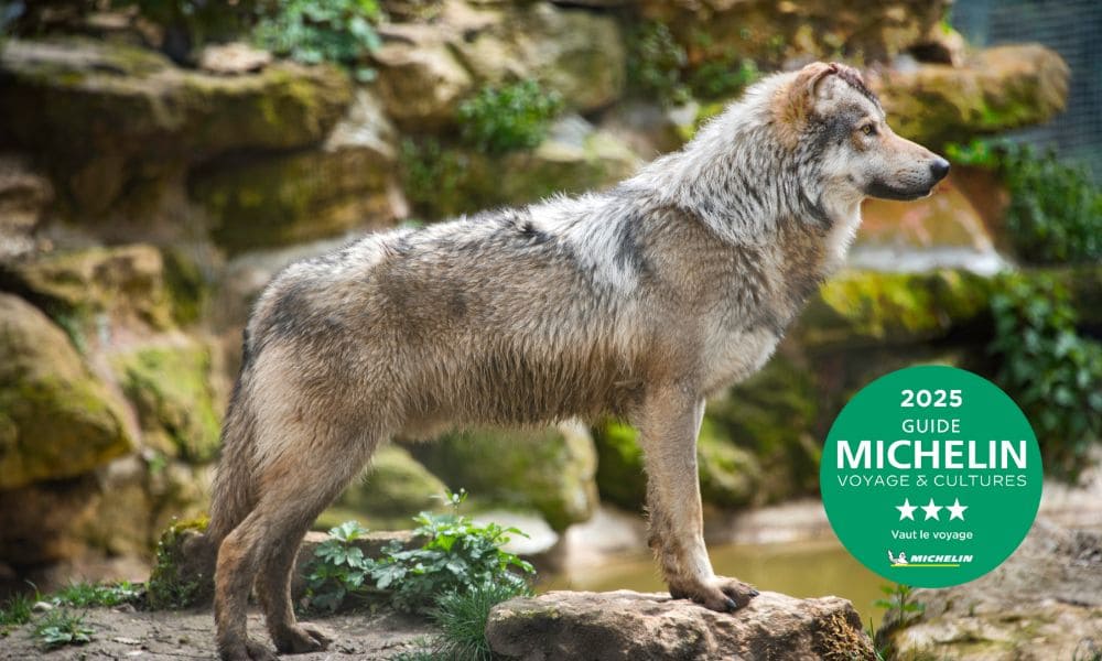 Parc du Thot - Loup © Dan Courtice