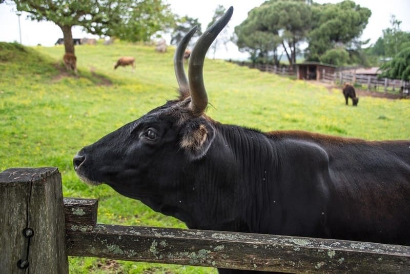 Parc du Thot © Dan Courtice - Aurochs