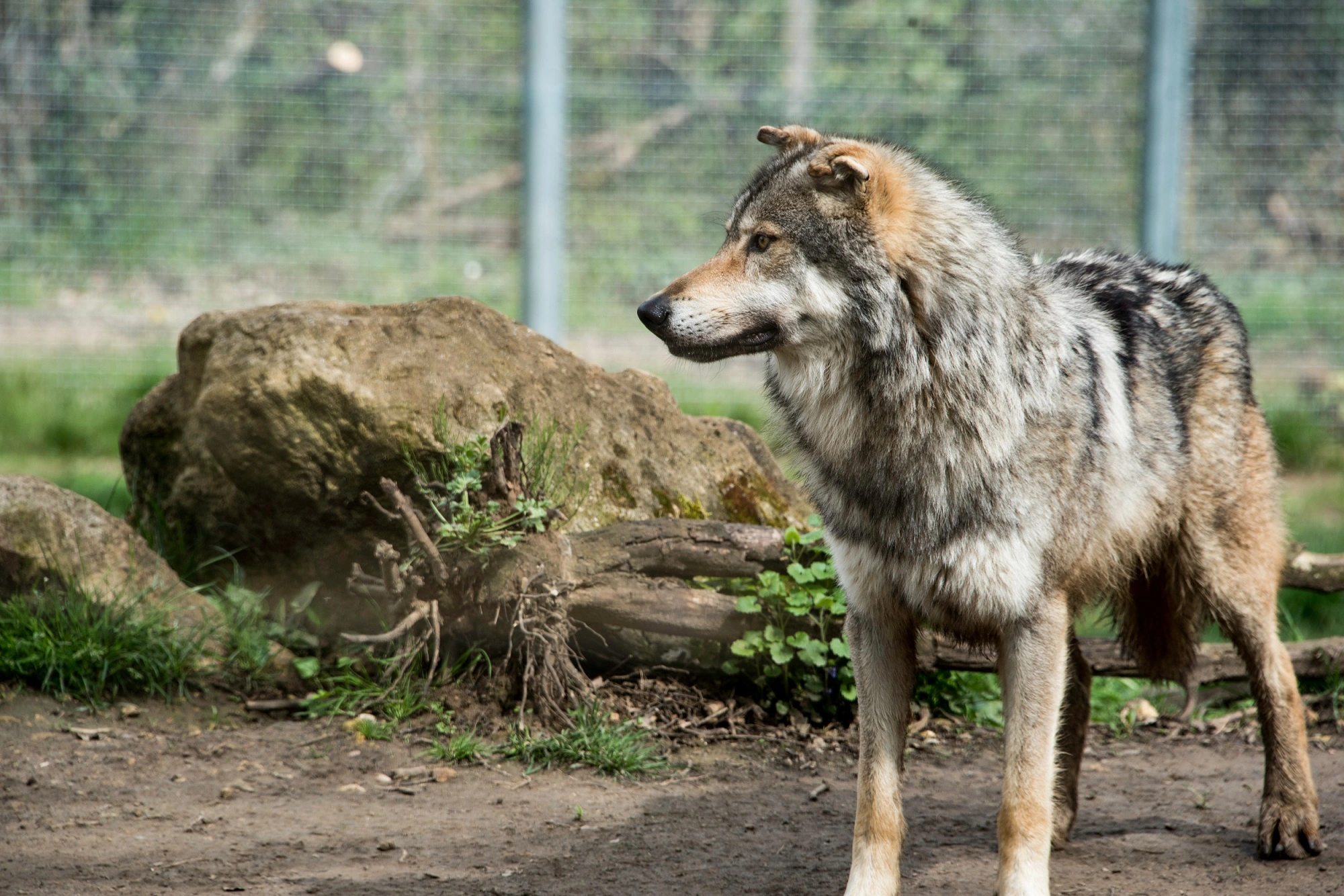 parc-du-thot-loup_- ©Déclic&Décolle