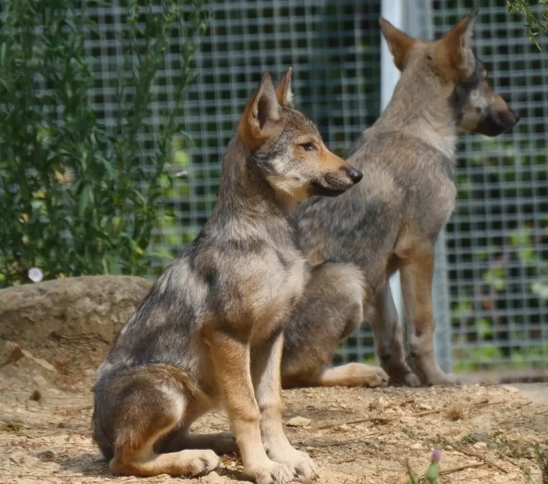 Louvards Parc du Thot @Semitour