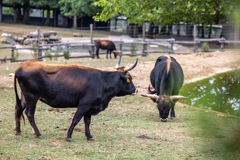 Soigneur d'un jour parc du thot animaux - We Like Travel _ SEMITOUR - Juillet 2025@Déclic&Décolle
