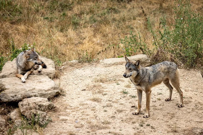 Soigneur d'un jour parc du thot loups - We Like Travel _ SEMITOUR - Juillet 2025@Déclic&Décolle