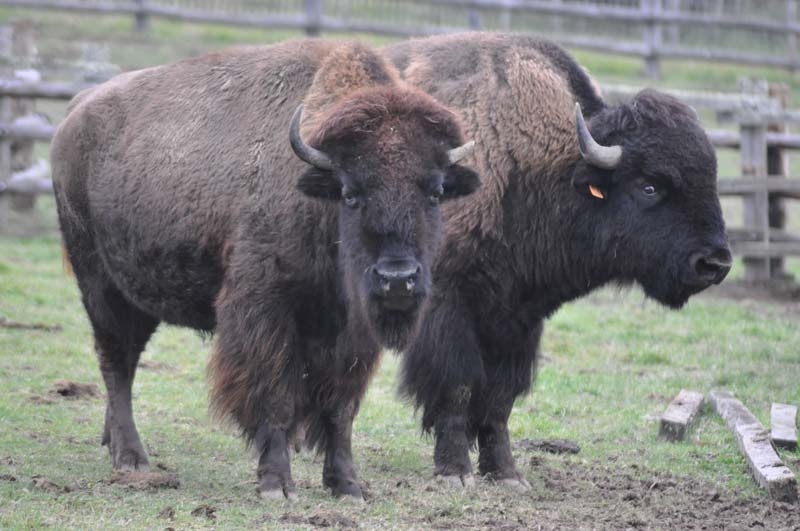 Bisons © Semitour - Animaux JE - DSC_0437_Web