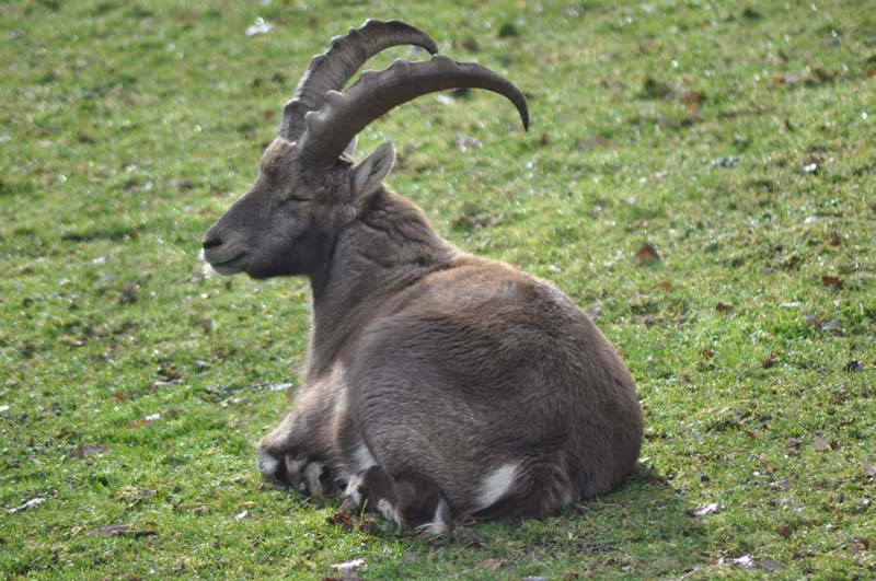 Bouquetin © Semitour - Animaux JE - DSC_0408_Web