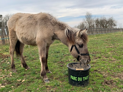 Cheval de Przewalski - 480781702_1153814926754177_7188293415854627145_n