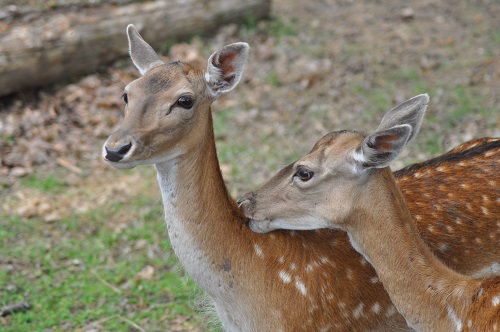 Daim FC62A987-749A-41E9-9B2C-64806EF1D6B2