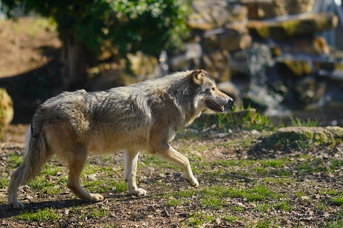 Loup -Thot_MAN6972-Semitour