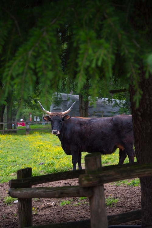 © Dan Courtice - Arrivee_Aurochs