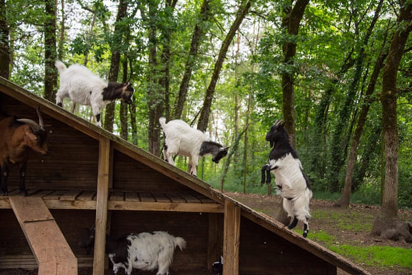 © Dan Courtice - Arrivee_Loups 1_Chevres - DAN_2551(1)