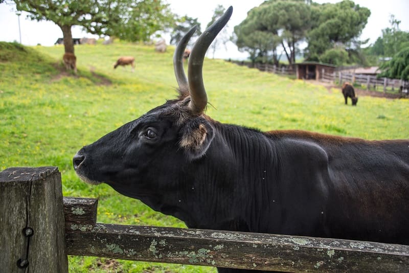 © Dan Courtice - Parc du Thot - Agence de voyage