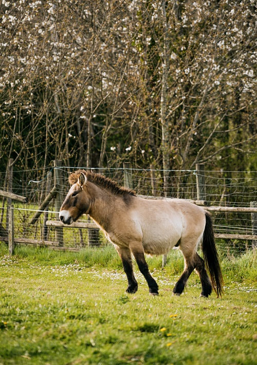 Cheval de Przewalski @Semitour Parc du Thot