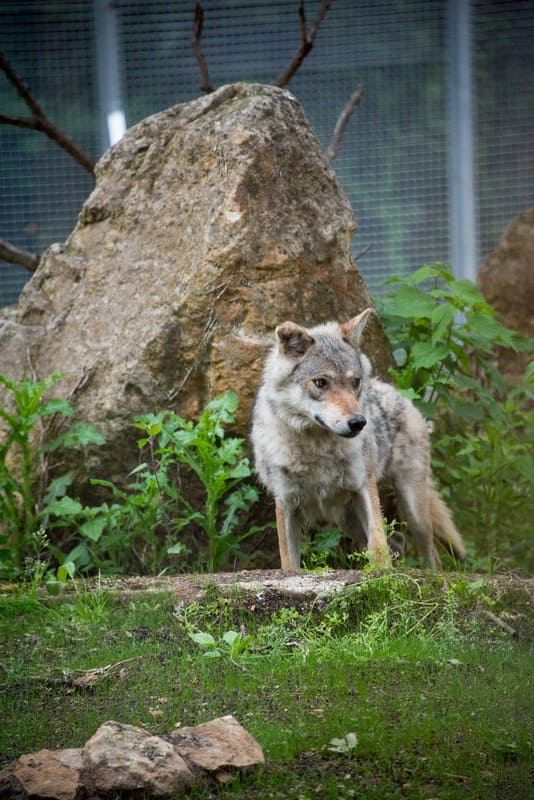 soigneur-un-jour-activité-thot