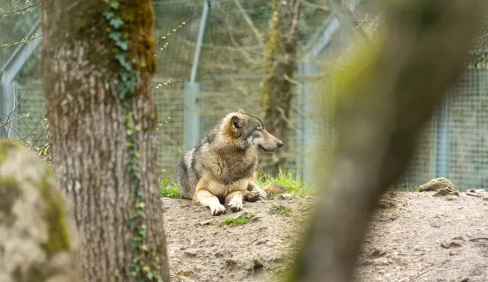 Akela Loup - Parc du Thot - @Semitour